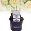 Voorjaar|Ecocheques|ohgreen Narcis bridal crown