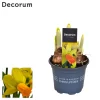 Voorjaar|Ecocheques|ohgreen Narcis jetfire