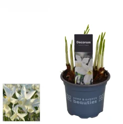 Voorjaar|Ecocheques|ohgreen Narcis toto