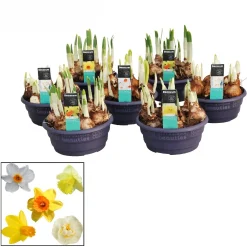 Voorjaar|Ecocheques|ohgreen Narcissus mix in schaal