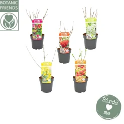 Struiken|Ecocheques|ohgreen Nature 2 Nature Bird mix