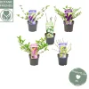 Struiken|Ecocheques|ohgreen Nature 2 Nature Butterfly mix