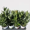 Mediterrane Planten|Ecocheques|ohgreen Oleander struik