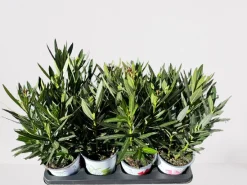 Mediterrane Planten|Ecocheques|ohgreen Oleander struik