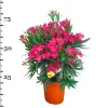 Mediterrane Planten|Ecocheques|ohgreen Oleander struik p22 h70