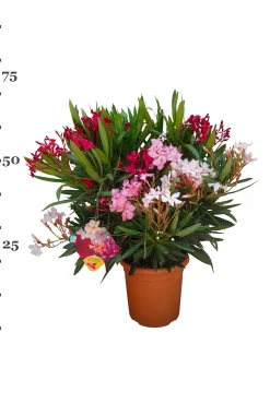 Mediterrane Planten|Ecocheques|ohgreen Oleander struik p22 h70