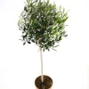 Mediterrane Planten|Ecocheques|ohgreen Olijfboom op stam p 23cm h 110cm
