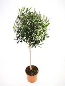 Mediterrane Planten|Ecocheques|ohgreen Olijfboom op stam p 23cm h 110cm