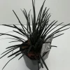 Vaste Planten|Ecocheques|ohgreen Ophiopogon plani niger ( Zwarte Slangenbaard )