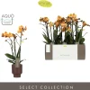 Orchideeën|Ecocheques|ohgreen Orchidee Phalaenopsis emilia bruin 3 takken