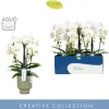Ecocheques|Orchideeën|ohgreen Orchidee Phalaenopsis fortano bellagio Spike