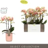 Orchideeën|Ecocheques|ohgreen Orchidee Phalaenopsis molise roze 3 takken