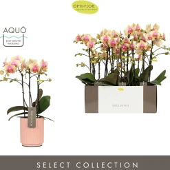 Orchideeën|Ecocheques|ohgreen Orchidee Phalaenopsis molise roze 3 takken