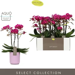 Orchideeën|Ecocheques|ohgreen Orchidee Phalaenopsis molise lilac 3 takken