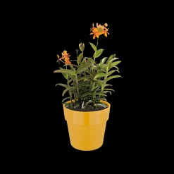 Ecocheques|Potten En Vazen|ohgreen ORIGINAL ROND 22CM OKER