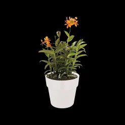Ecocheques|Potten En Vazen|ohgreen ORIGINAL ROND 14CM WIT