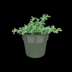 Ecocheques|Potten En Vazen|ohgreen ORIGINAL ROND MINI 9CM BLAD GROEN