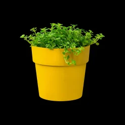 Ecocheques|Potten En Vazen|ohgreen ORIGINAL ROND MINI 7CM OKER