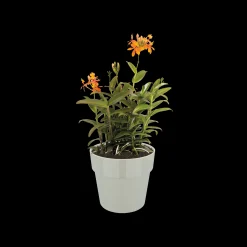 Ecocheques|Potten En Vazen|ohgreen ORIGINAL ROND MINI 9CM WARM GRIJS