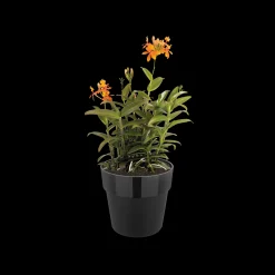 Ecocheques|Potten En Vazen|ohgreen ORIGINAL ROND WIELEN 35CM LIVING BLACK
