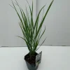 Vaste Planten|Ecocheques|ohgreen Panicum Northwind ( Vingergras )