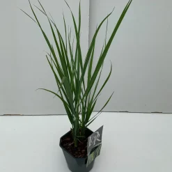 Vaste Planten|Ecocheques|ohgreen Panicum Northwind ( Vingergras )