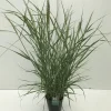 Vaste Planten|Ecocheques|ohgreen Panicum virgatum Prairie Sky ( Parelgierst of Vingergras )