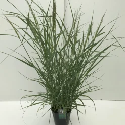 Vaste Planten|Ecocheques|ohgreen Panicum virgatum Prairie Sky ( Parelgierst of Vingergras )