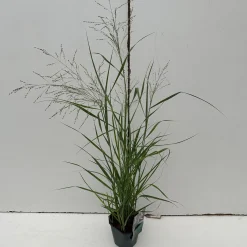 Vaste Planten|Ecocheques|ohgreen Panicum virgatum Prairie Sky ( Parelgierst of Vingergras )