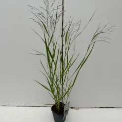 Vaste Planten|Ecocheques|ohgreen Panicum virgatum Squaw ( Parelgierst )