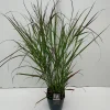 Vaste Planten|Ecocheques|ohgreen Panicum virgatum Squaw ( Parelgierst )