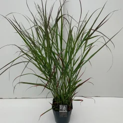 Vaste Planten|Ecocheques|ohgreen Panicum virgatum Squaw ( Parelgierst )