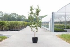 Fruitbomen|Ecocheques|ohgreen Peer oude boom pyrus communis 2-arm