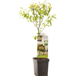 Fruitbomen|Ecocheques|ohgreen Peer patioboompje pyrus communis bonne louise d'avranches