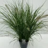 Vaste Planten|Ecocheques|ohgreen Pennisetum alopecuroides Hameln (Lampenpoetsersgras)