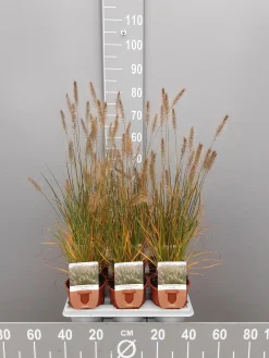 Ecocheques|Vaste Planten|ohgreen Pennisetum alopecuroides Hameln