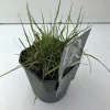 Vaste Planten|Ecocheques|ohgreen Pennisetum alopecuroides Hameln (Lampenpoetsersgras)