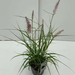 Vaste Planten|Ecocheques|ohgreen Pennisetum orientale Karley Rose ( Lampepoetser )