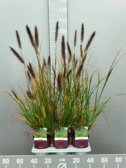 Ecocheques|Vaste Planten|ohgreen Pennisetumalopecuroïdes virides