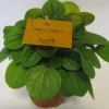 Groene Planten|Ecocheques|ohgreen Peperomia Albovittata