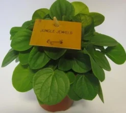 Groene Planten|Ecocheques|ohgreen Peperomia Albovittata