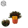 Groene Planten|Ecocheques|ohgreen Peperomia rosso