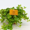 Groene Planten|Ecocheques|ohgreen Peperomia rotundifolia