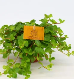 Groene Planten|Ecocheques|ohgreen Peperomia rotundifolia