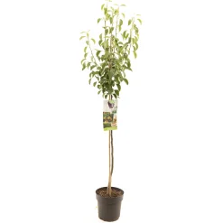 Fruitbomen|Ecocheques|ohgreen Perenboom pyrus communis wildeman halfstam