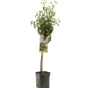Fruitbomen|Ecocheques|ohgreen Perenboom pyrus communis bonne louise d'avranches laagstam