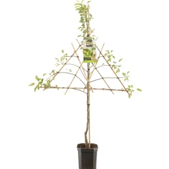 Fruitbomen|Ecocheques|ohgreen Perenboom pyrus communis doyennée comice leiboom
