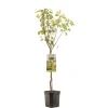 Fruitbomen|Ecocheques|ohgreen Perenboom pyrus communis triomphe de vienne laagstam