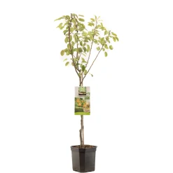 Fruitbomen|Ecocheques|ohgreen Perenboom pyrus communis triomphe de vienne laagstam