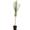 Fruitbomen|Ecocheques|ohgreen Perenboom pyrus communis doyenne comice halfstam